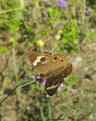 Junonia coenia