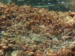Parablennius sanguinolentus
