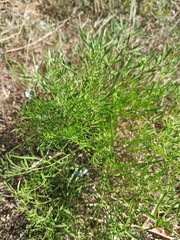 Cenolophium denudatum
