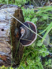Fomitopsis pinicola