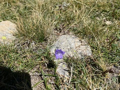 Campanula scheuchzeri
