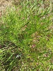 Cenolophium denudatum