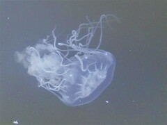 Chrysaora chesapeakei