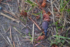 Scaphinotus angusticollis