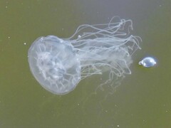 Chrysaora chesapeakei