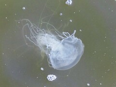 Chrysaora chesapeakei