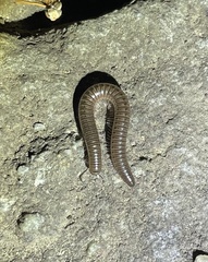 Diplopoda