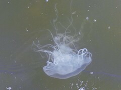 Chrysaora chesapeakei