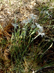 Dianthus arenarius