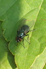 Eudasyphora