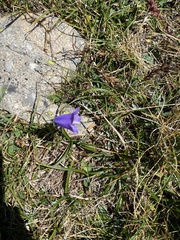 Campanula scheuchzeri