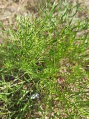 Cenolophium denudatum