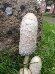 Coprinus comatus