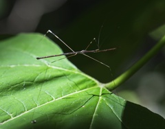 Emesaya brevipennis