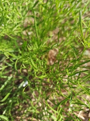 Cenolophium denudatum