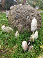 Coprinus comatus