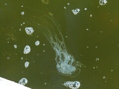 Chrysaora chesapeakei