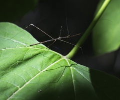 Emesaya brevipennis