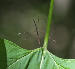Emesaya brevipennis