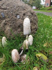 Coprinus comatus