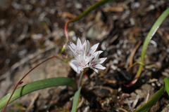 Allium crenulatum