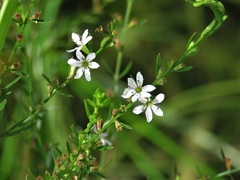 Lythrum lineare