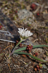 Allium crenulatum