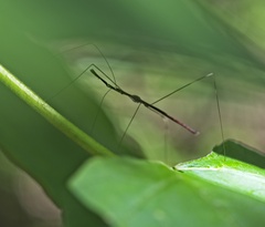 Emesaya brevipennis