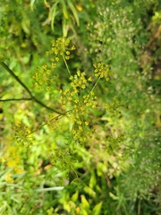Pastinaca sativa