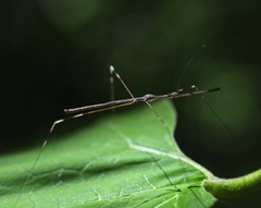 Emesaya brevipennis