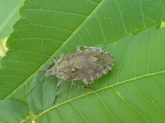 Brochymena quadripustulata