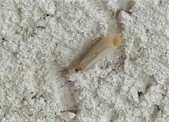 Tineola bisselliella