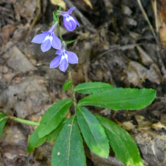 Lobelia puberula