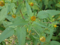 Bidens vulgata