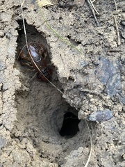 Procambarus albaughi