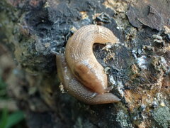 Ambigolimax valentianus