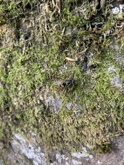 Vespula acadica