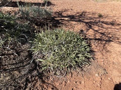 Stenotus armerioides