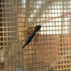 Pimpla