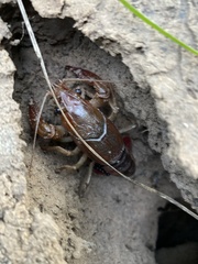 Procambarus albaughi