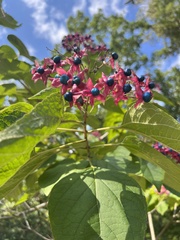 Clerodendrum