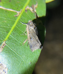 Protorthodes