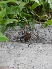 Acanthocephala alata