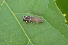Anacampsis levipedella