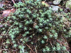 Polytrichum formosum