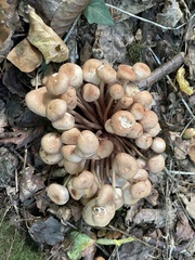 Desarmillaria tabescens