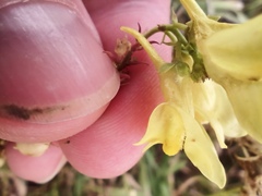Linaria