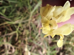 Linaria