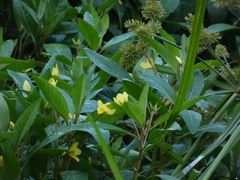 Ludwigia peploides