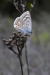 Polyommatus hispana
